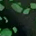 Tokiwa Evergreen