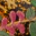Flower Fence