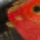Gold fish